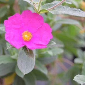 Cistus × pulverulentus 'Sunset' 20-30 cm